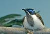 Birds and Crocs - Blue-faced Honeyeater (Entomyzon cyanotis)3008