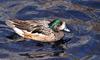 Birds and Crocs - Chiloe Wigeon (Anas sibilatrix)2