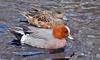 Birds and Crocs - Eurasian Wigeon (Anas penelope)