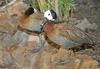 Birds and Crocs - White-faced Whistling Duck (Dendrocygna viduata)