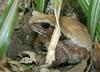 Snakes and a toad - Smooth-sided Toad (Bufo guttatus)