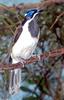 Misc birds - Blue-faced Honeyeater (Entomyzon cyanotis)1004