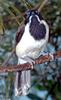 Misc birds - Blue-faced Honeyeater (Entomyzon cyanotis)1005