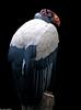 Misc birds - KING VULTURE (Sarcoramphus papa)009