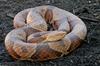 A rather large Nothern Copperhead