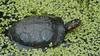 Spotted Turtle (Clemmys guttata)