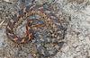 Eastern Hosnose Snake