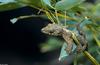 Flying Gecko - Flying Gecko (ptychozoon kuhli)007
