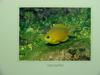 Yellow Chromis