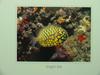 Pineconefish (Monocentris japonica) (철갑둥어)