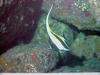 Moorish Idol