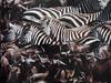 Zebras and Gnus in migration