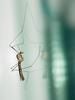 Crane fly (unidentified)