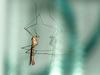 Crane fly (unidentified)