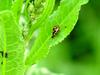 Turtle vein ladybird on leaf