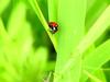 Seven-spotted ladybird