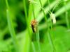 Red soldier beetle