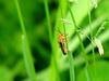 Red soldier beetle