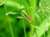 Red soldier beetle