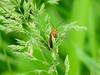 Red soldier beetle