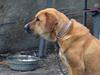 Dog (partial Tosa breed maybe)