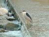 Black-crowned night heron