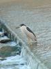 Black-crowned night heron (해오라기)