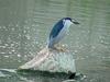 Black-crowned night heron (해오라기)