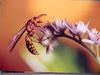 Postcard: Paper Wasp (Polistes sp.)