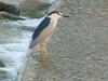 Black-crowned Night Heron