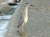 Black-crowned Night Heron