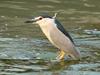 Black-crowned Night Heron