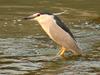 Black-crowned Night Heron