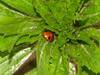 Seven-spot ladybug