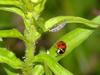 Unknown caterpillar and a seven-spot ladybug