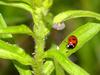 Unknown caterpillar and a seven-spot ladybug