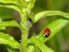 Unknown caterpillar and a seven-spot ladybug