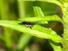 Ladybug caterpillar