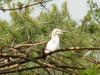 Little egret on pine tree