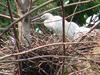 Little egrets