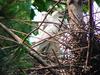 Little egrets on nest