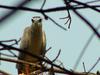 Black-crowned night heron