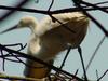 Little egret