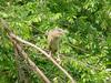 Black-crowned night heron (juvenile)