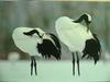 POSTCARD: Red-crowned cranes