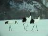 POSTCARD: Red-crowned cranes