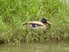 Mallard drake