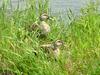 Spotbill Ducks