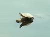 Red-eared Pond Slider