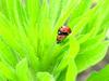 Sevenspot ladybugs (mating)